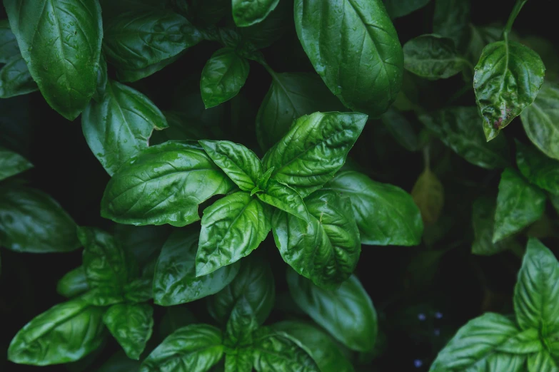 there are many green plants with some leaves