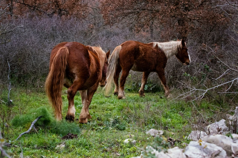 two horses are eating grass in the forest