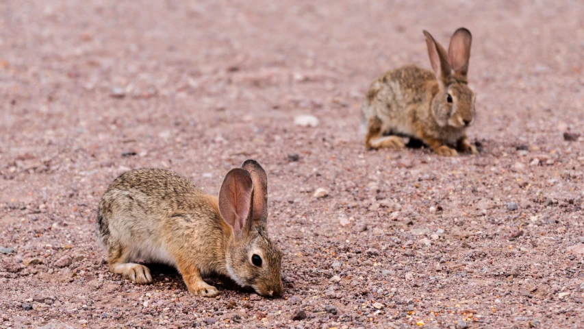 two rabbits sitting in the dirt with a dog behind them