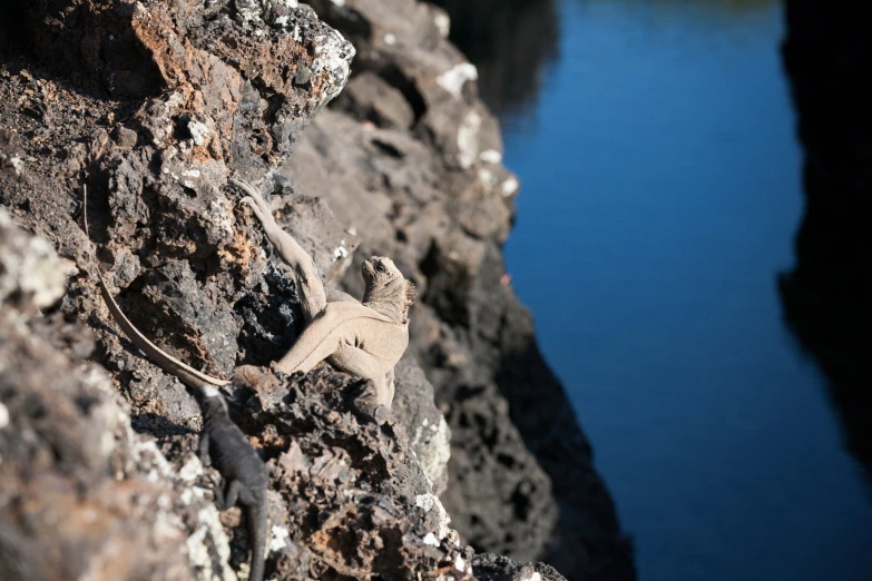 small lizard sitting on rocks near the water