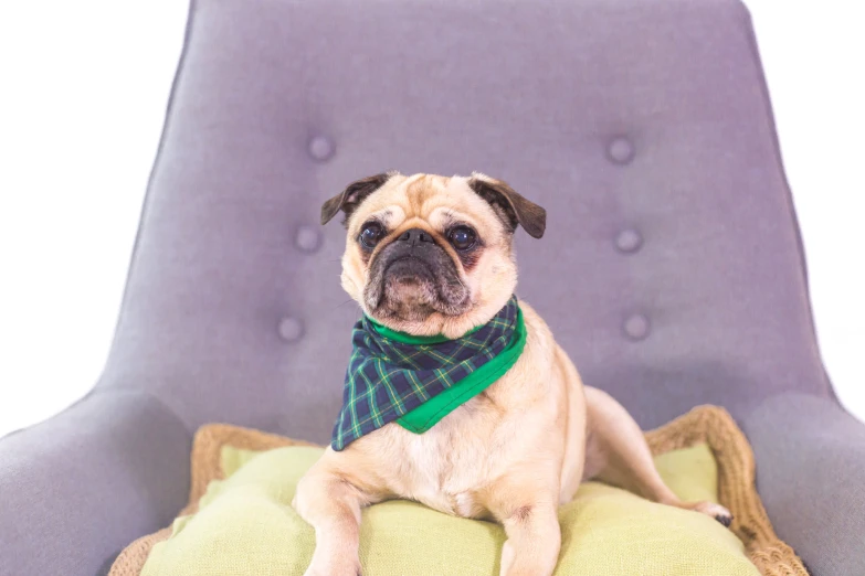 the small pug is wearing a green scarf