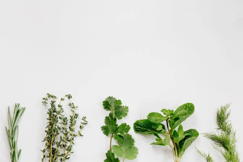 three different kinds of leafy herbs laid out on top of each other