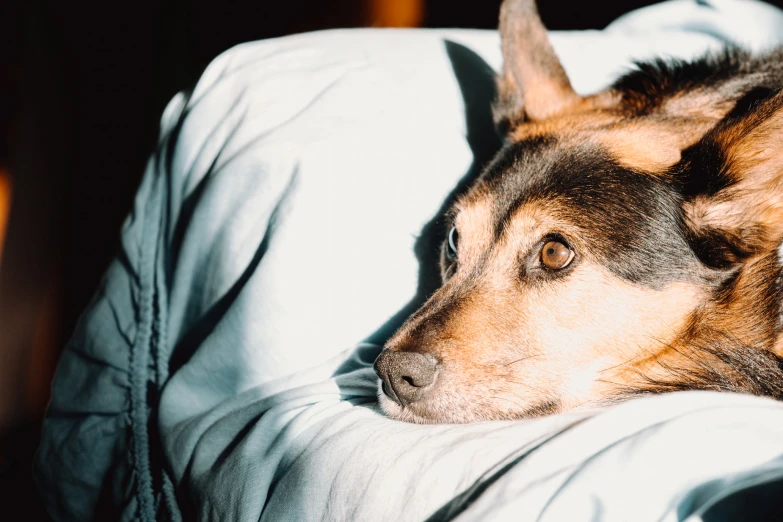 a dog laying in bed under covers with his head up