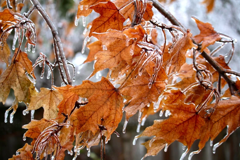 brown leaves with drops of water hanging from them