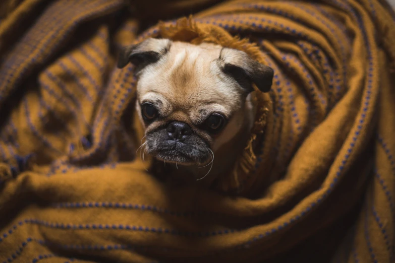 a pug is seen peering out from under an oversized blanket