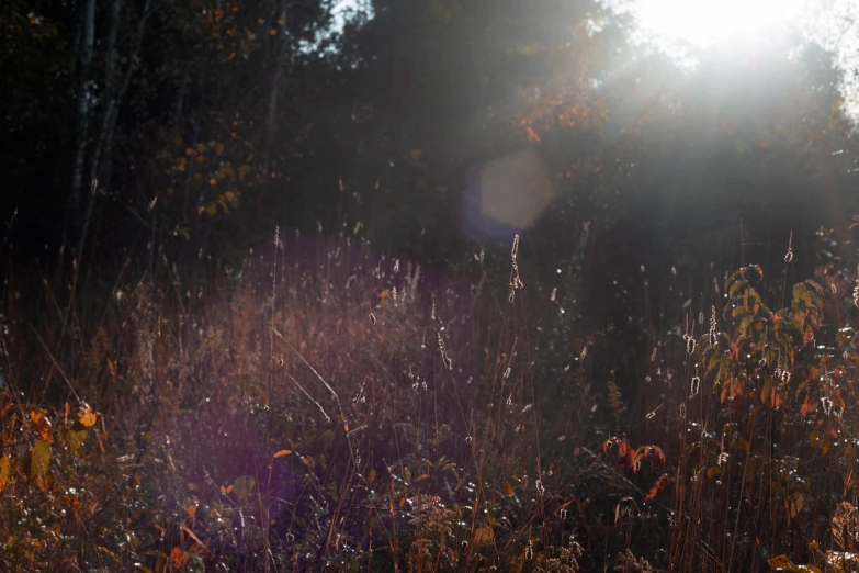 a patch of tall grass with trees in the background