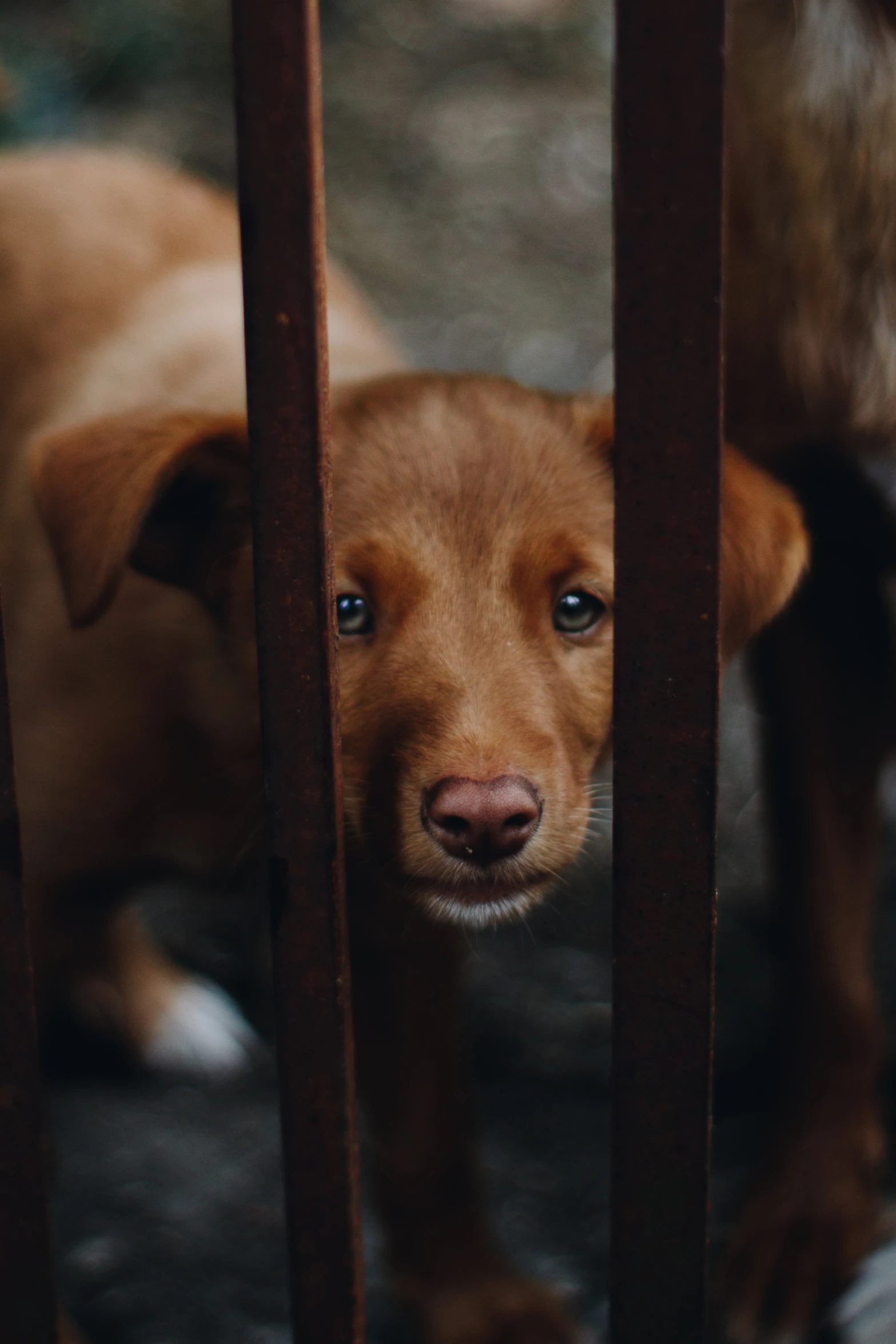 there is a dog looking behind a fence