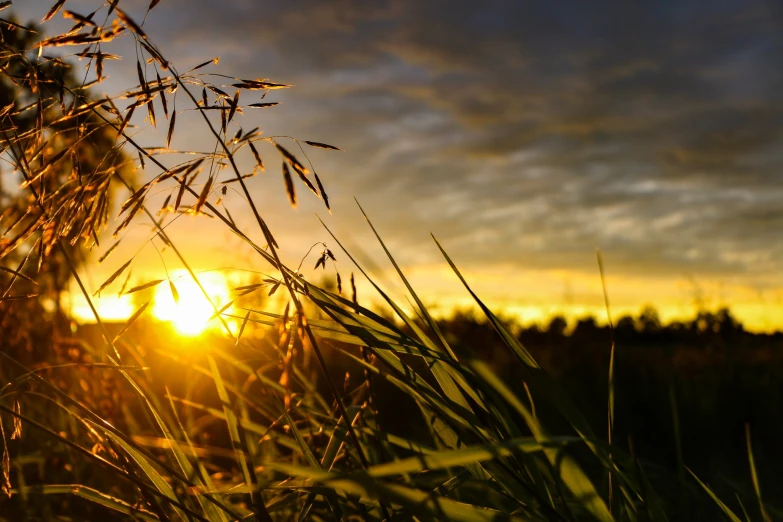 the sun is shining through the grass