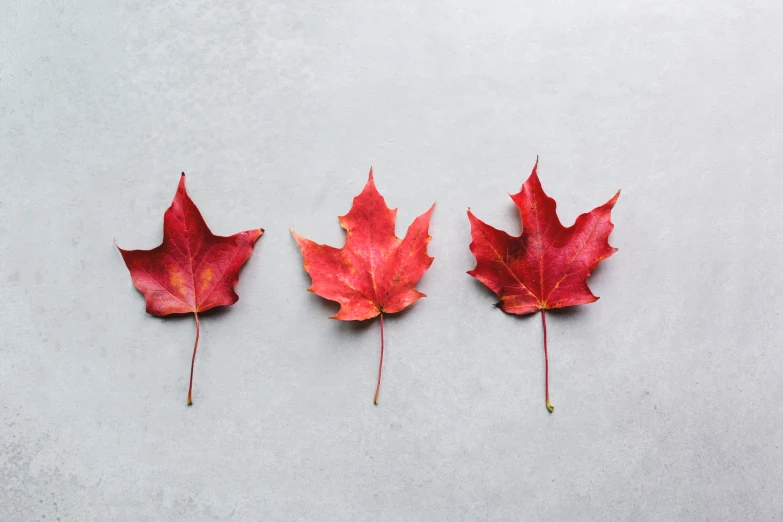 four red leaf arranged in the form of five petals
