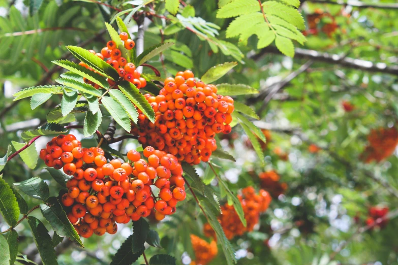 a close up of some berries on a tree nch