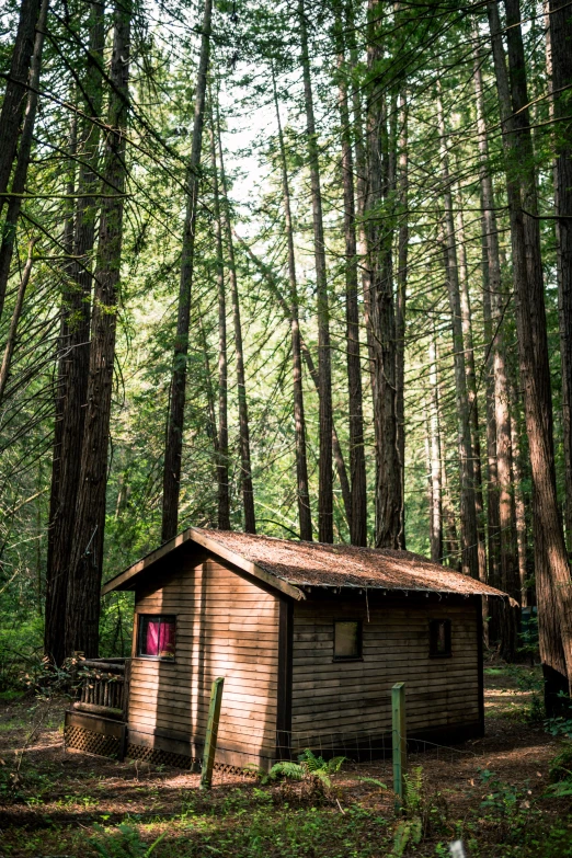 a small wooden cabin nestled in a forrest