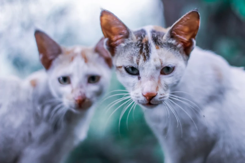 two kittens looking back at the camera in front of them