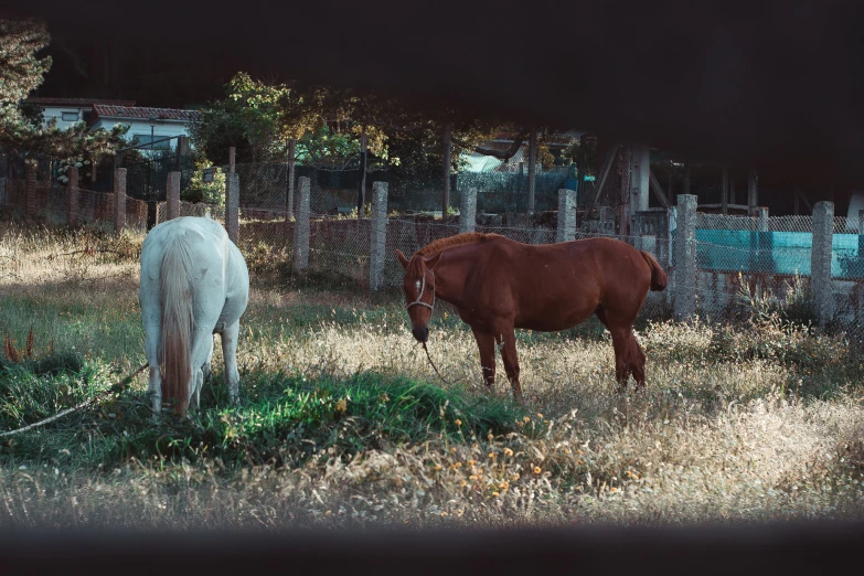 two horses are standing together in a pasture