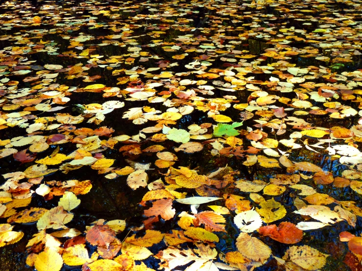 the water has many leaves floating on it