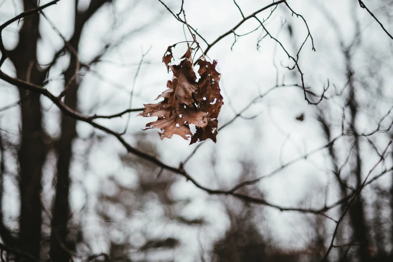 a maple leaf lies on the nches of a tree