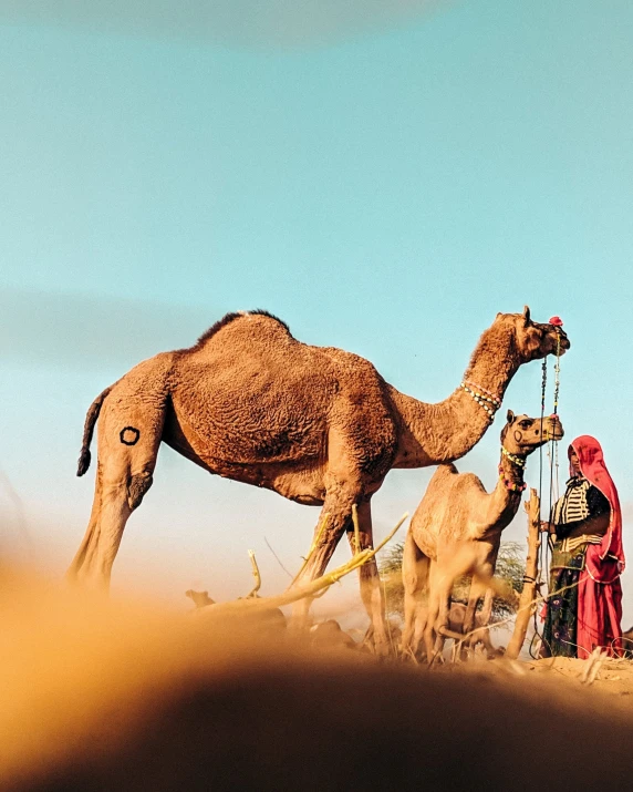 a herd of camel walking across a sandy ground