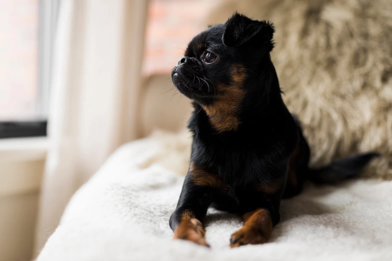 a small black and brown puppy is sitting on a couch