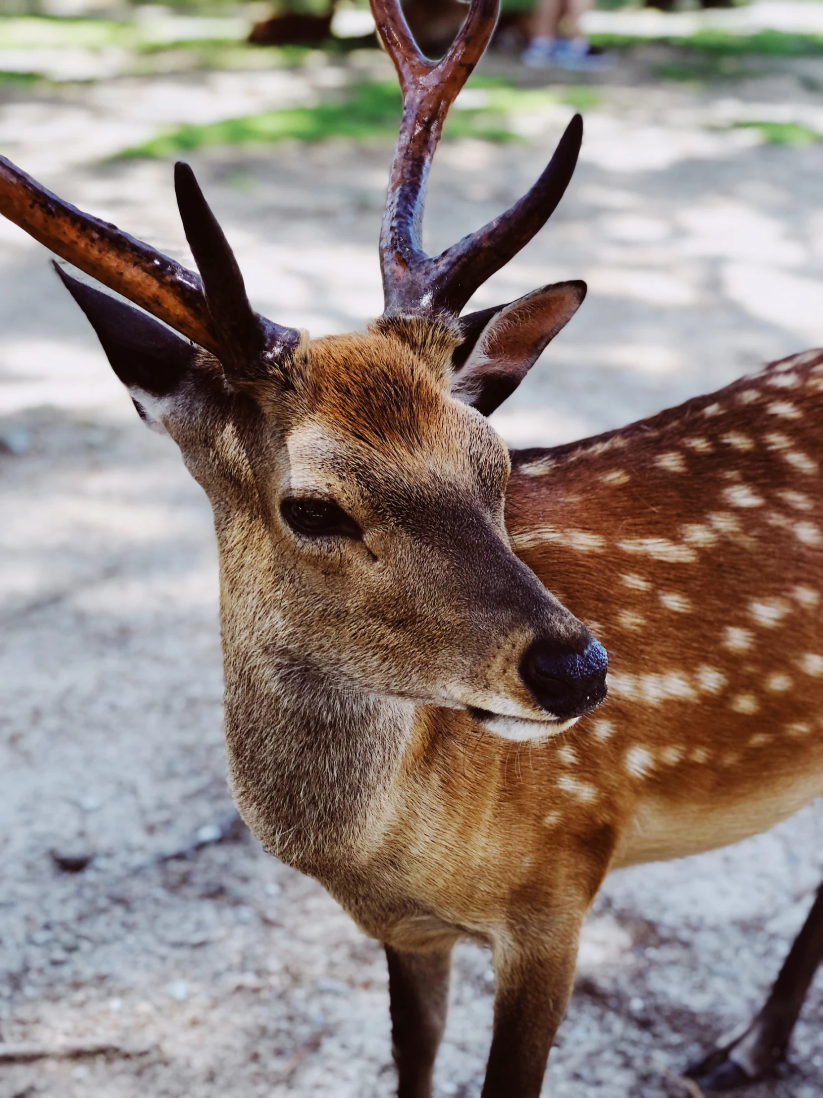 a close up of a small deer looking straight into the camera