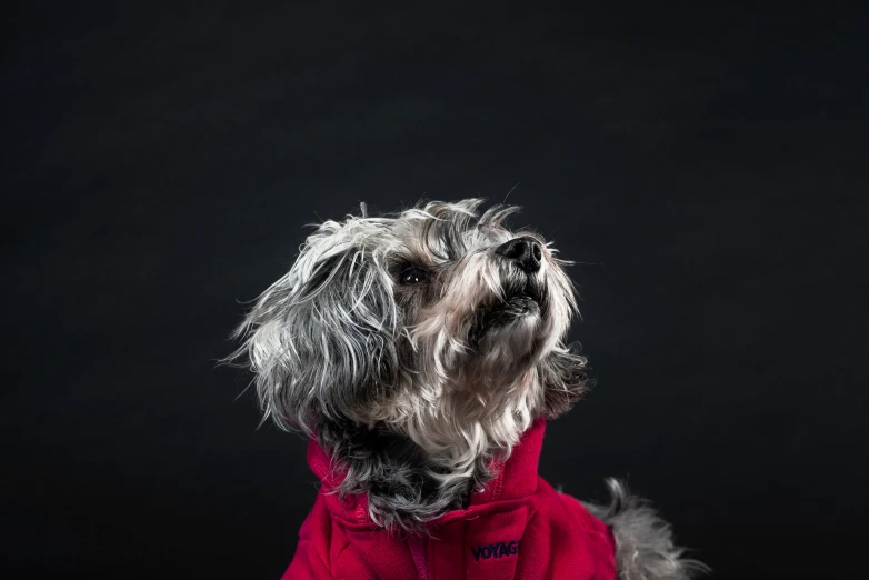 dog in a red jacket with gray fur on a black background