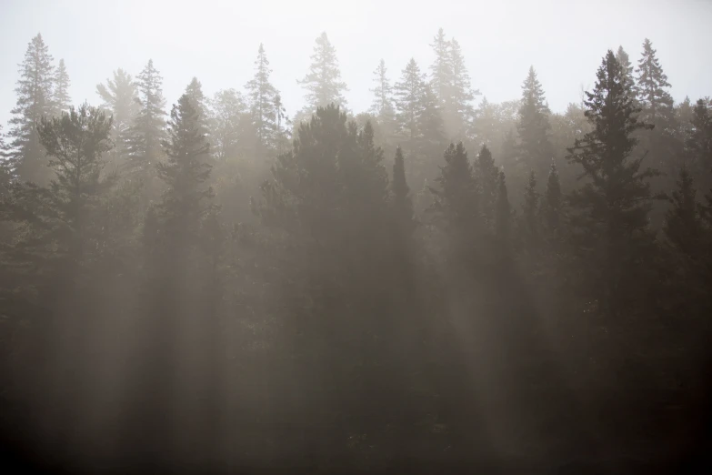 the sun is shining through the mist in a forest