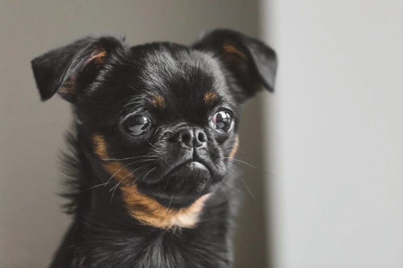 this is an adorable little puppy looking up