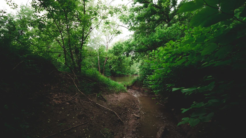 the dirt path is partially overgrown as it goes through a lush green forest