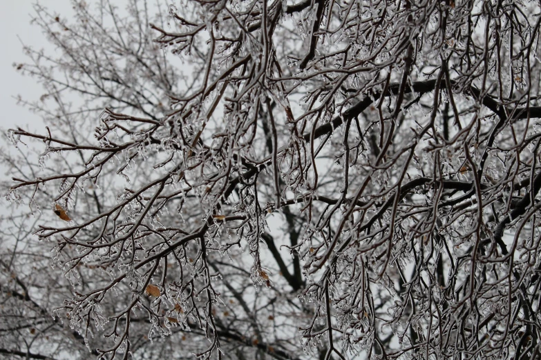 birds perched on a tree nch covered in snow