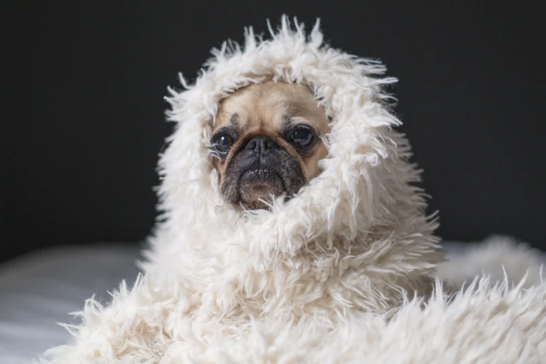 a dog is covered with a fur covering it