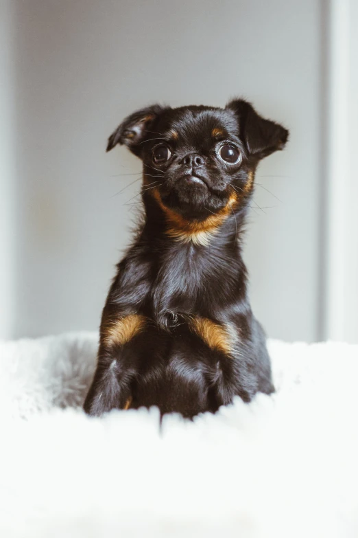 a black and brown dog sitting on top of a white blanket