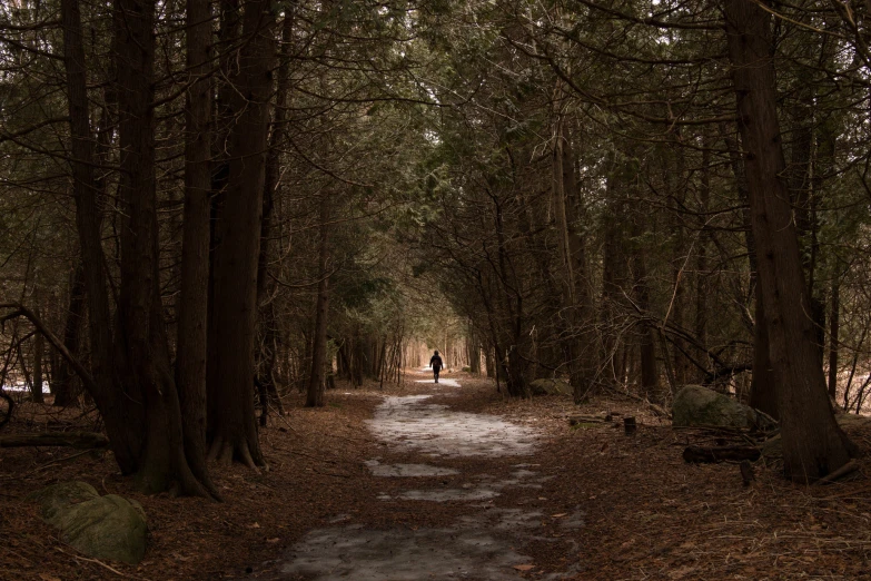 a pathway in the woods leading to a person walking towards it