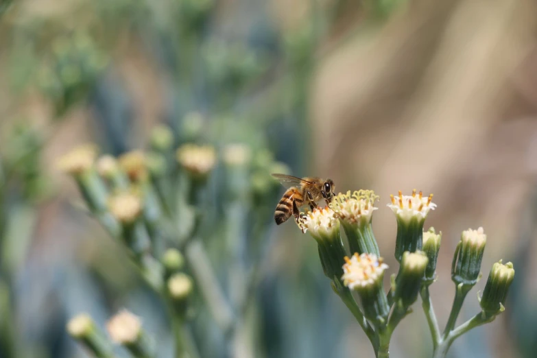 a honeybee sitting on top of a flower