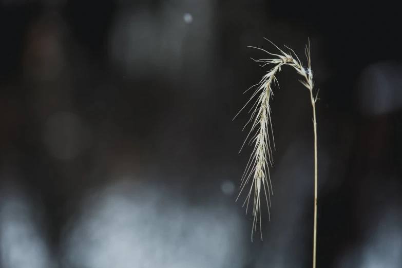 a tall plant is shown against a dark background