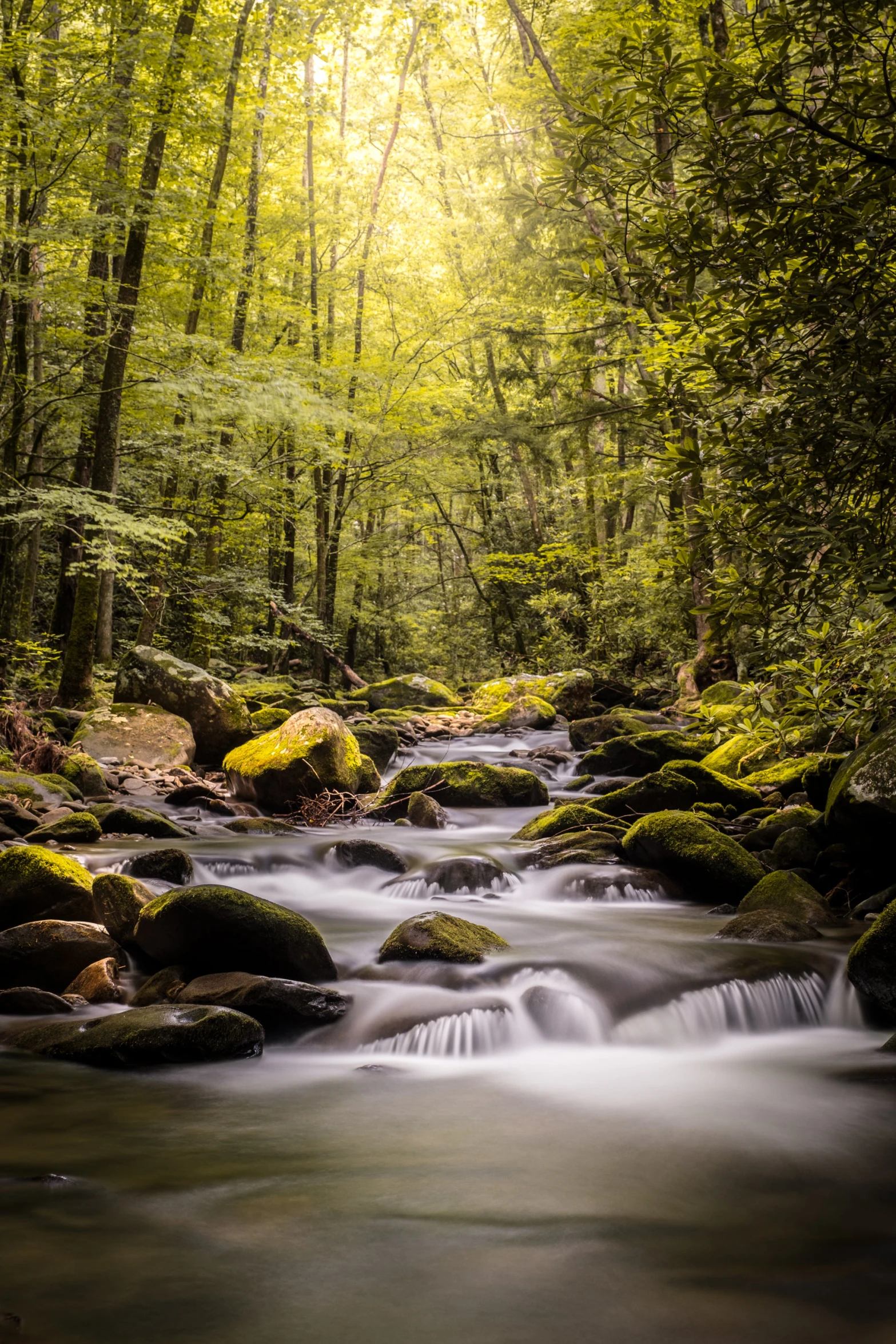 a stream runs through a green forest surrounded by rocks