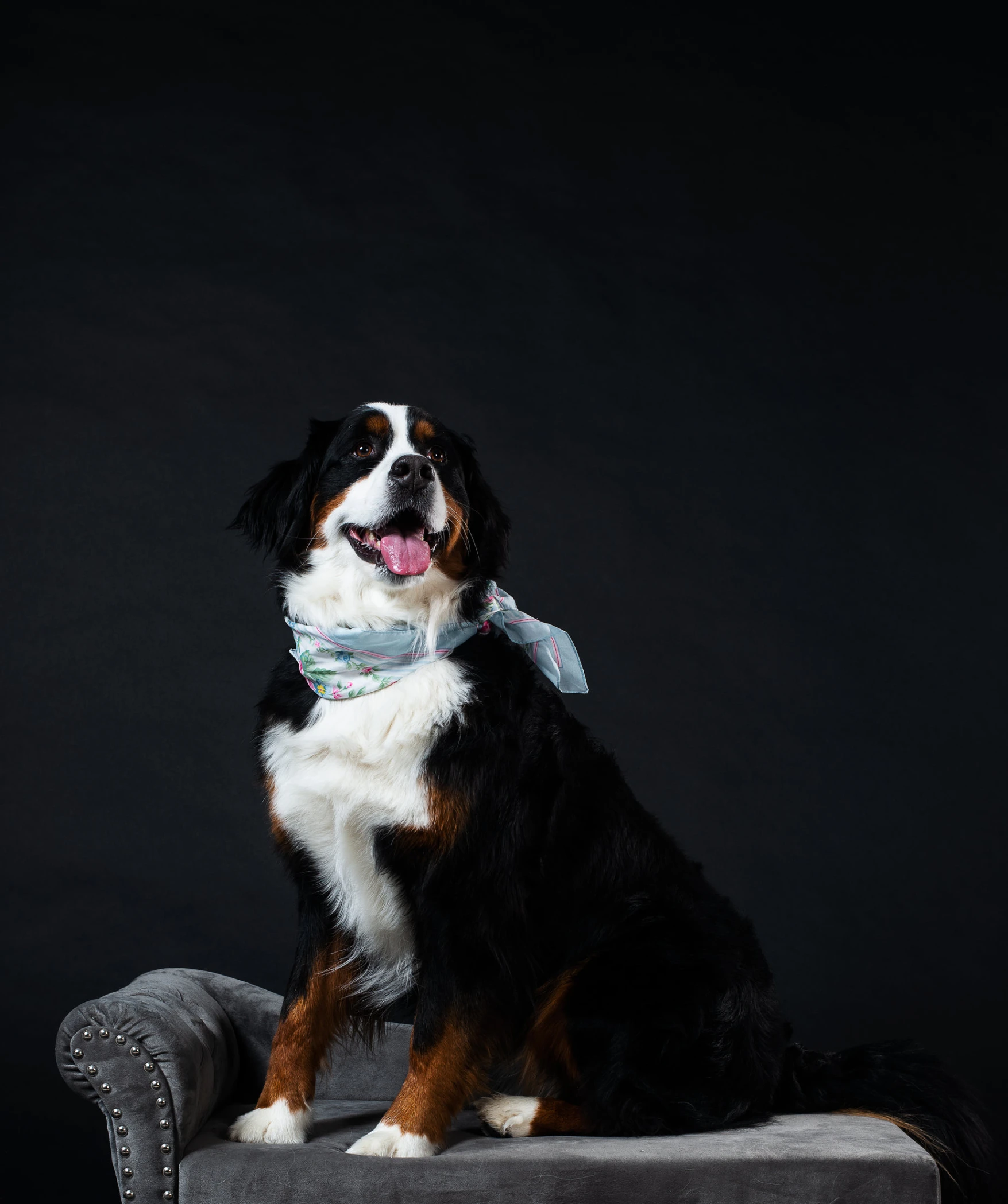 a large black and white dog wearing a scarf sits on a couch