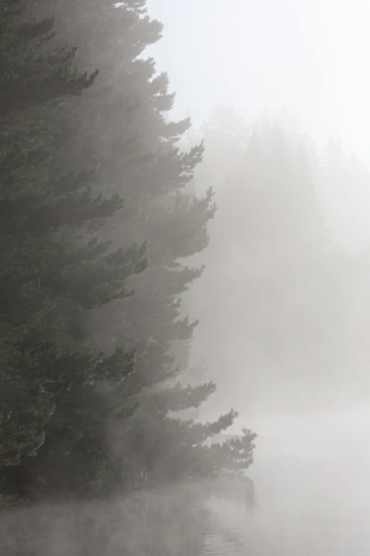 fog on a river in the middle of a forest