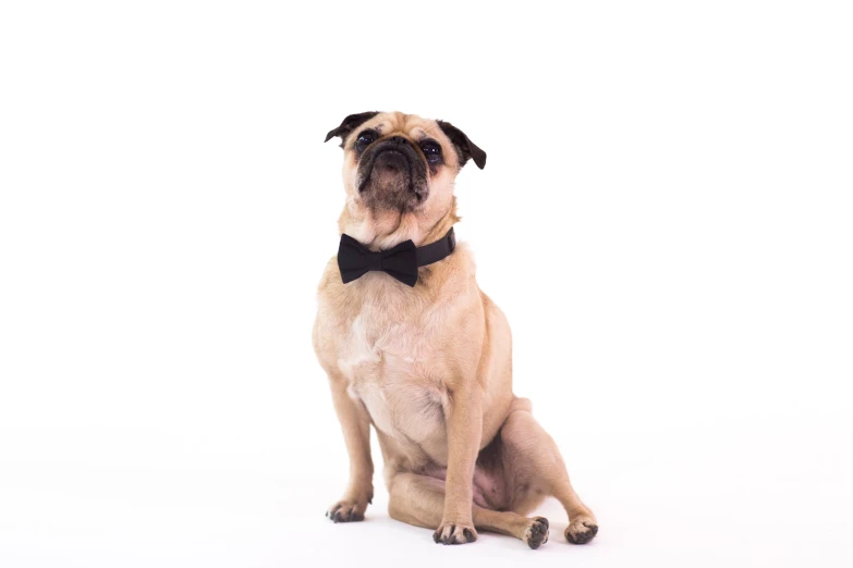 a very cute looking brown and black dog wearing a bow tie