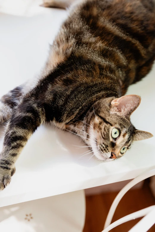 a grey cat lying on top of a table