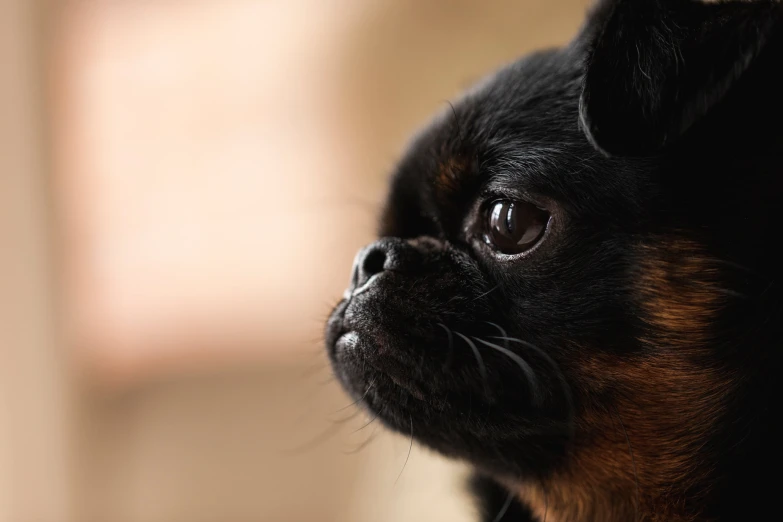 a small black dog staring in the distance