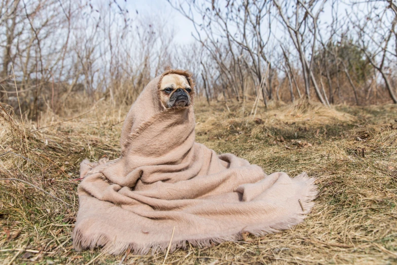 a dog that is wearing a blanket sitting on the ground