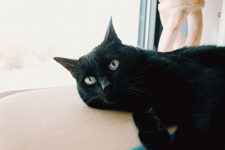 a black cat lays its head on the arm of a couch