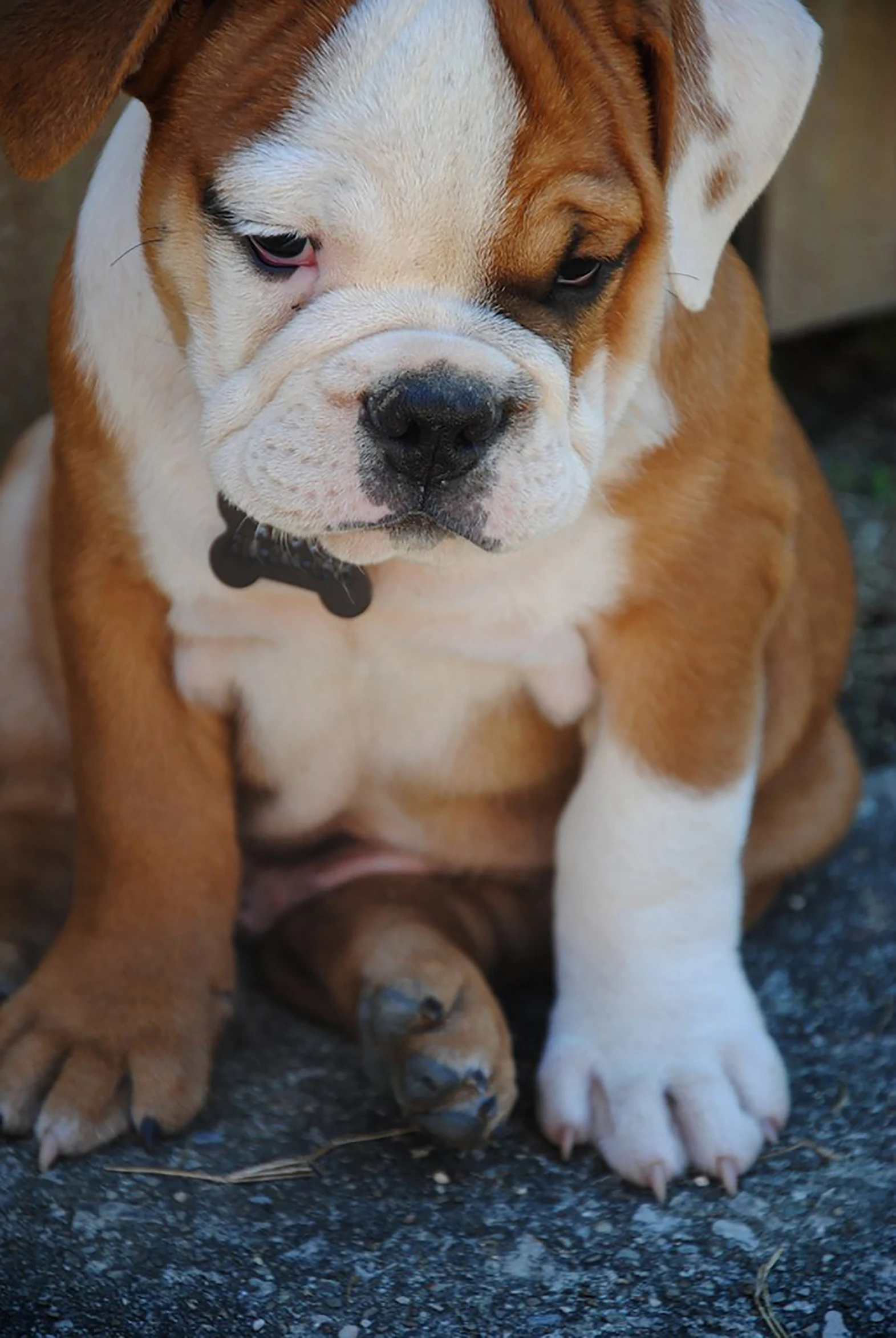 a brown and white puppy with a tag on it's collar sitting on the ground