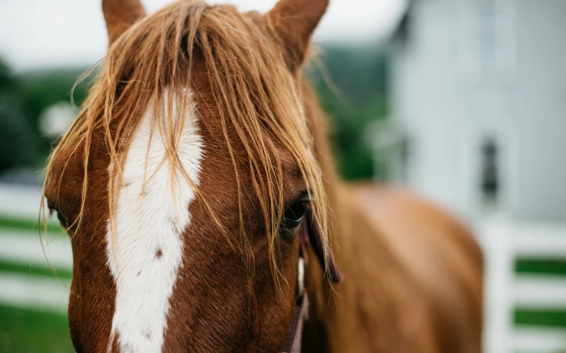 a horse with a long mane standing outside