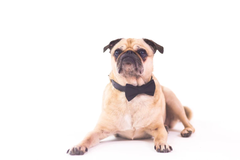 a small dog with a black bow tie sits