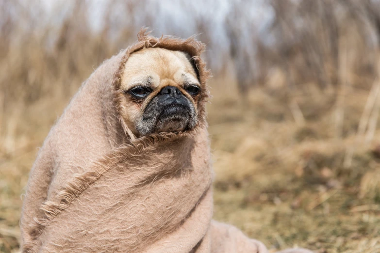a dog sitting on the grass in a blanket