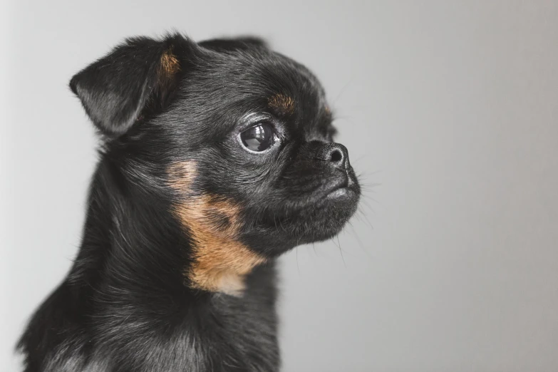 a small dog is sitting looking upward