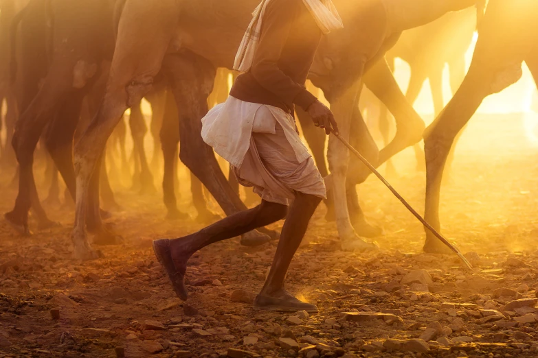 a man pulling a stick through a field of cows