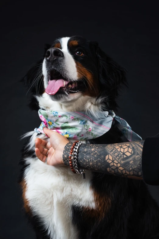 a dog sits next to his owner while getting their neck wrapped