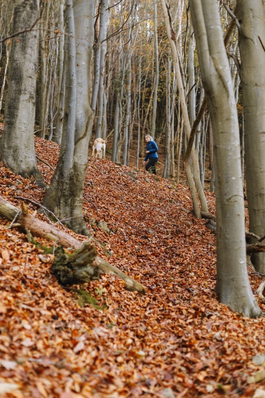 the leaf - covered hillside has several trees in the woods