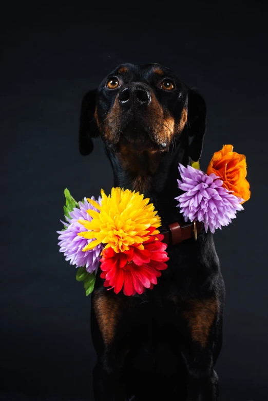 the dog is wearing some colorful flowers in its teeth