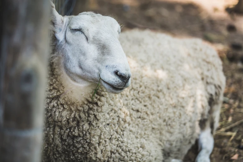 the sheep is standing by the pole and staring straight ahead